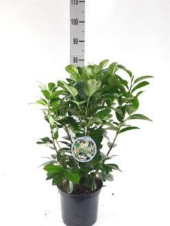 Lagerhägg 'Etna' - Krukodlad - 40-60