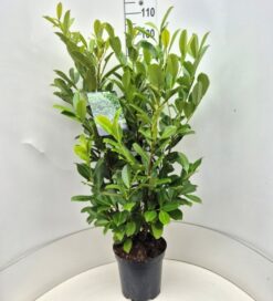 Lagerhägg 'Rotundifolia' - Krukodlad - 100-120