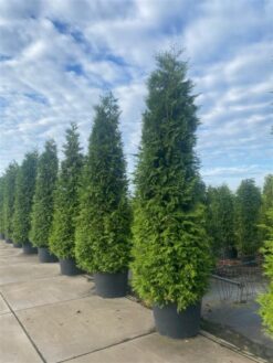 Thuja 'Brabant' - 325 - 350 cm, Krukodlad