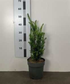 Idegran 'Hicksii' - Krukodlad - 40-50