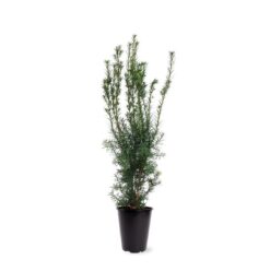 Idegran 'Hicksii' - Krukodlad