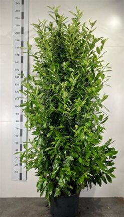 Lagerhägg 'Caucasica' - Krukodlad - 175-200