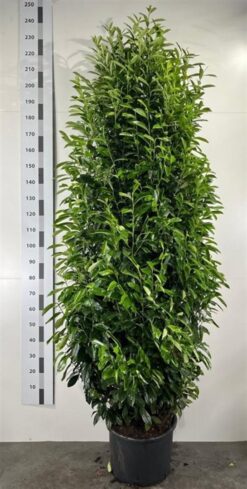 Lagerhägg 'Elly' - 200 - 225 cm, Krukodlad