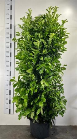 Lagerhägg 'Etna' - 200 - 225 cm, Krukodlad