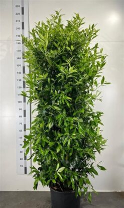 Lagerhägg 'Herbergii' - Krukodlad - 175-200