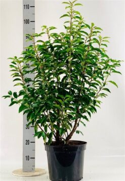 Portugisisk lagerhägg 'Angustifolia' - Krukodlad - 70-80