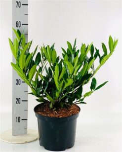 Lagerhägg 'Otto Luyken' - Krukodlad - 40-50