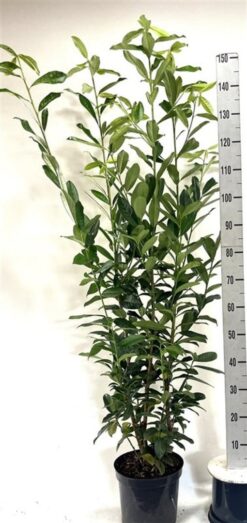 Lagerhägg 'Genolia' - Krukodlad - 125-150