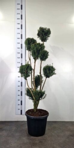 Idegran 'Hicksii' - PonPon - Krukodlad