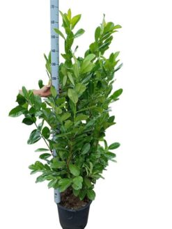 Lagerhägg 'Rotundifolia' - Krukodlad - 160-180