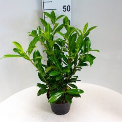 Lagerhägg 'Caucasica' - Krukodlad - 40-60
