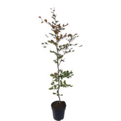 Bok 'Atropunicea' - Krukodlad - 100-120