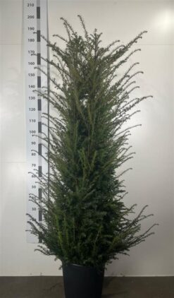Idegran - Krukodlad - 150-175