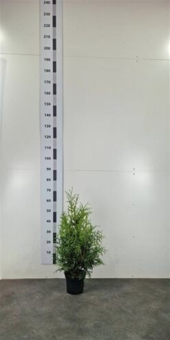 Thuja 'Brabant' - Krukodlad
