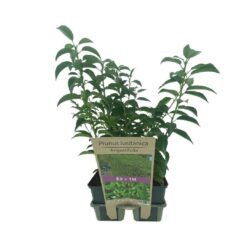 Portugisisk lagerhägg 'Angustifolia' - Krukodlad
