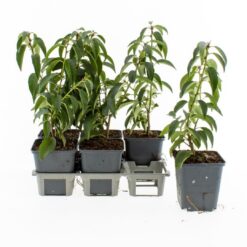 Portugisisk lagerhägg 'Angustifolia' - Krukodlad