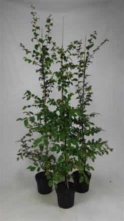 Avenbok - Krukodlad - 150-175