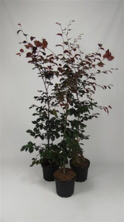 Bok 'Atropunicea' - Krukodlad - 150-175