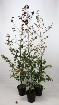 Bok 'Atropunicea' - Krukodlad - 175-200