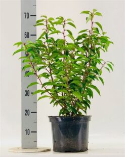 Portugisisk lagerhägg 'Angustifolia' - Krukodlad - 50-60