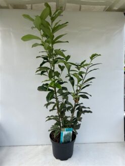 Lagerhägg 'Genolia' - Krukodlad - 50-60