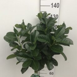 Lagerhägg 'Etna' - Stamform - Krukodlad