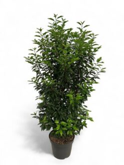 Portugisisk lagerhägg 'Angustifolia' - Krukodlad - 100-120