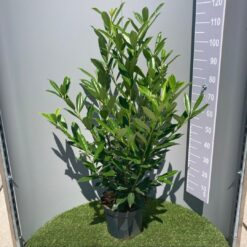 Lagerhägg 'Caucasica' - Krukodlad - 100-120