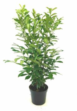 Lagerhägg 'Genolia' - Krukodlad - 100-120