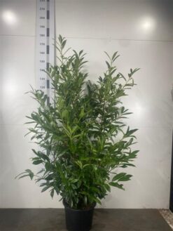 Lagerhägg 'Caucasica' - Krukodlad - 125-150