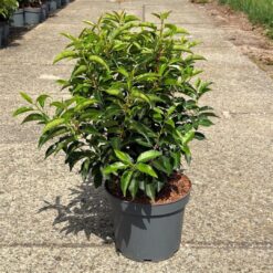 Portugisisk lagerhägg 'Angustifolia' - Krukodlad - 40-50