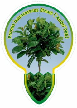 Lagerhägg 'Etna' - Stamform - Krukodlad