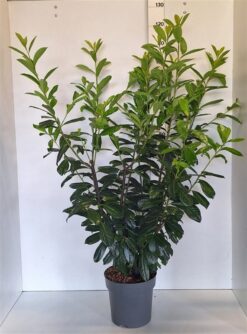 Lagerhägg 'Novita' - Krukodlad - 100-125