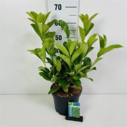 Lagerhägg 'Rotundifolia' - Krukodlad - 40-50