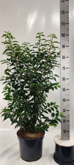 Portugisisk lagerhägg 'Angustifolia' - Krukodlad - 80-100