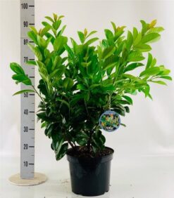 Lagerhägg 'Etna' - Krukodlad - 60-80