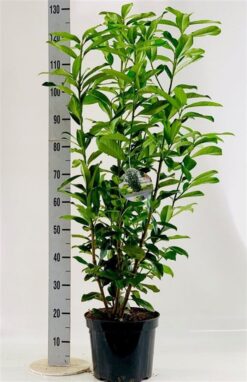 Lagerhägg 'Genolia' - Krukodlad - 80-100