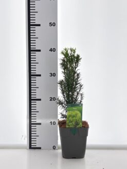 Idegran 'Hicksii' - Krukodlad