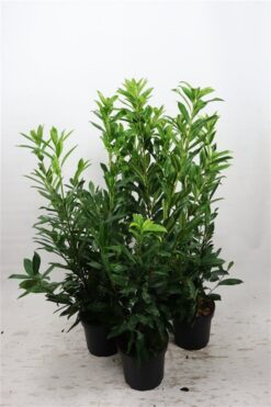 Lagerhägg 'Caucasica' - Krukodlad - 100-125