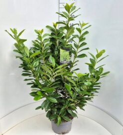 Lagerhägg 'Novita' - Krukodlad - 100-120