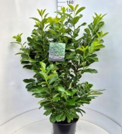 Lagerhägg 'Rotundifolia' - Krukodlad