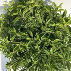 Portugisisk lagerhägg 'Angustifolia' - Krukodlad - 55-60