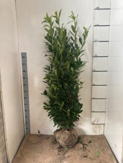 Lagerhägg 'Caucasica' - Frilandsodlad