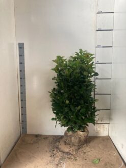 Lagerhägg 'Etna' - Frilandsodlad - 100-120
