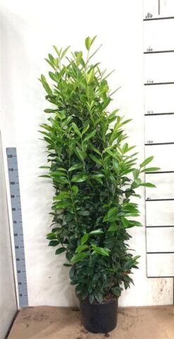 Lagerhägg 'Genolia' - Krukodlad - 175-200