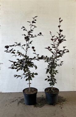 Bok 'Atropunicea' - Krukodlad - 100-125