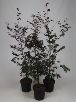 Bok 'Atropunicea' - Krukodlad - 125-150