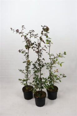 Bok 'Atropunicea' - Krukodlad - 80-100