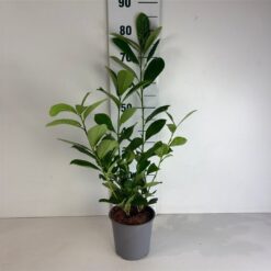 Lagerhägg 'Rotundifolia' - Krukodlad - 30-40