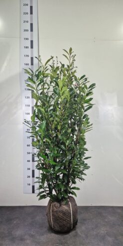 Lagerhägg 'Elly' - Frilandsodlad - 175-200